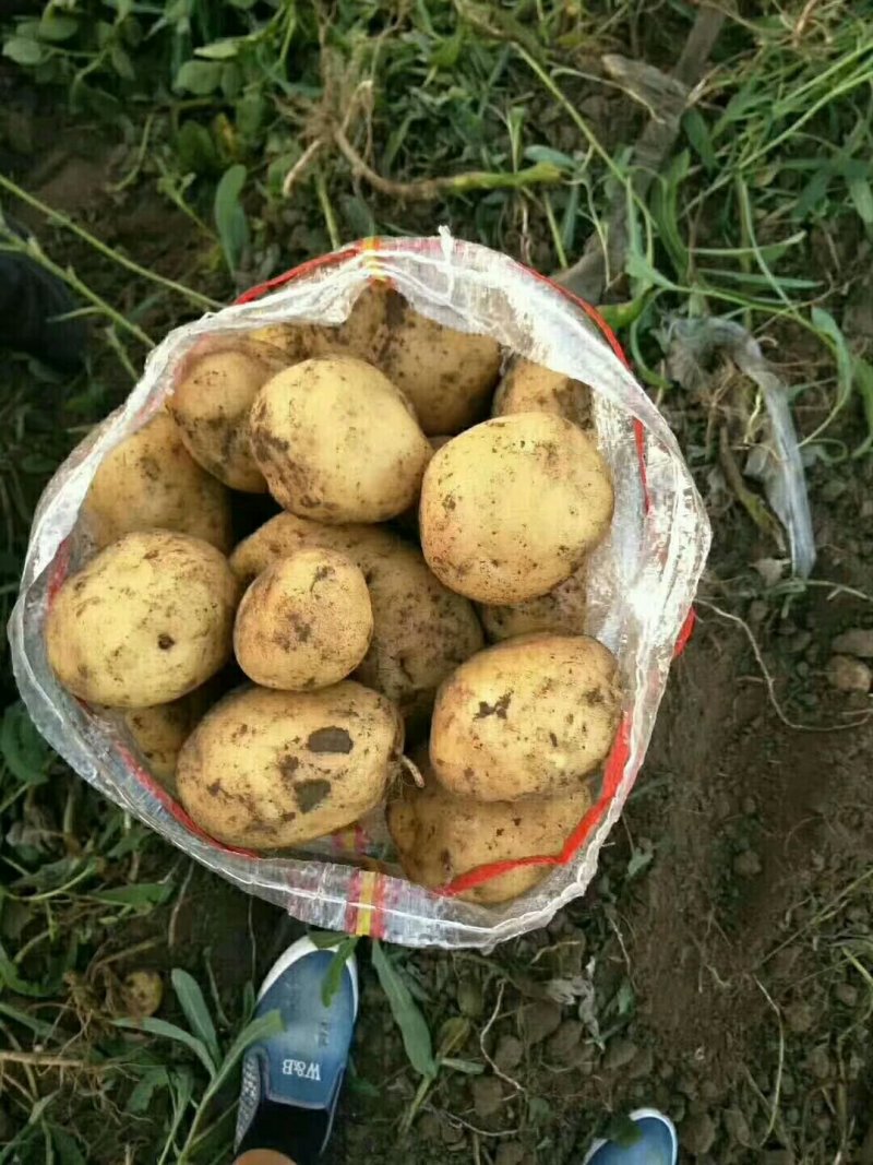 精品土豆大量上市物美价廉欢迎全国客商选购，