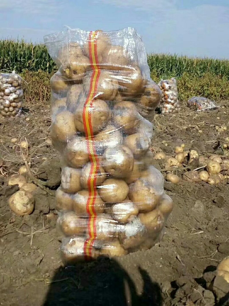 精品土豆大量上市物美价廉欢迎全国客商选购，