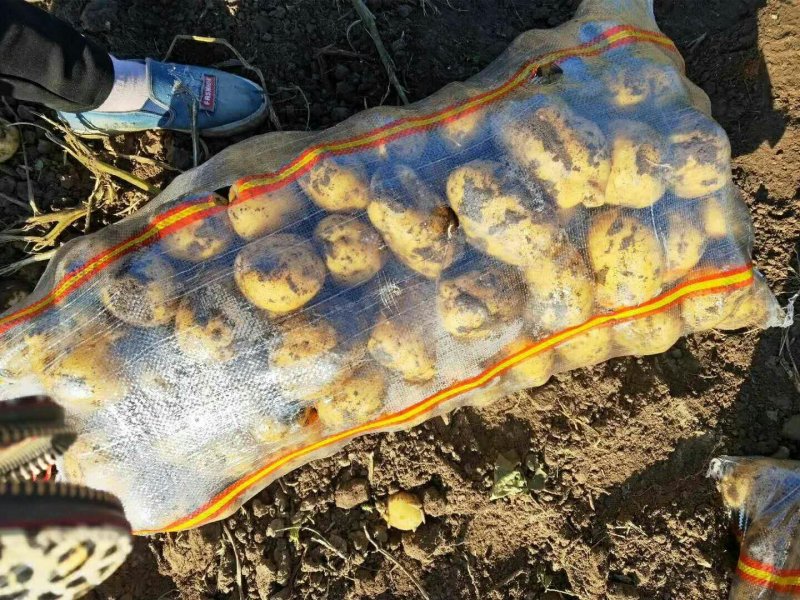 精品土豆大量上市物美价廉欢迎全国客商选购，