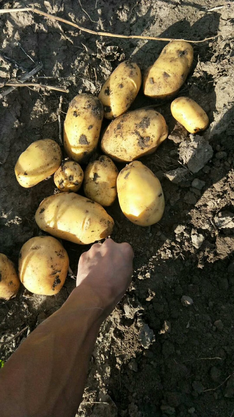 精品土豆大量上市物美价廉欢迎全国客商选购，