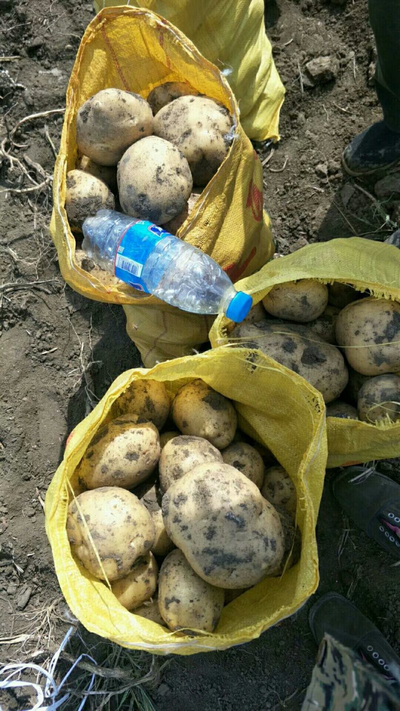 精品土豆大量上市物美价廉欢迎全国客商选购，