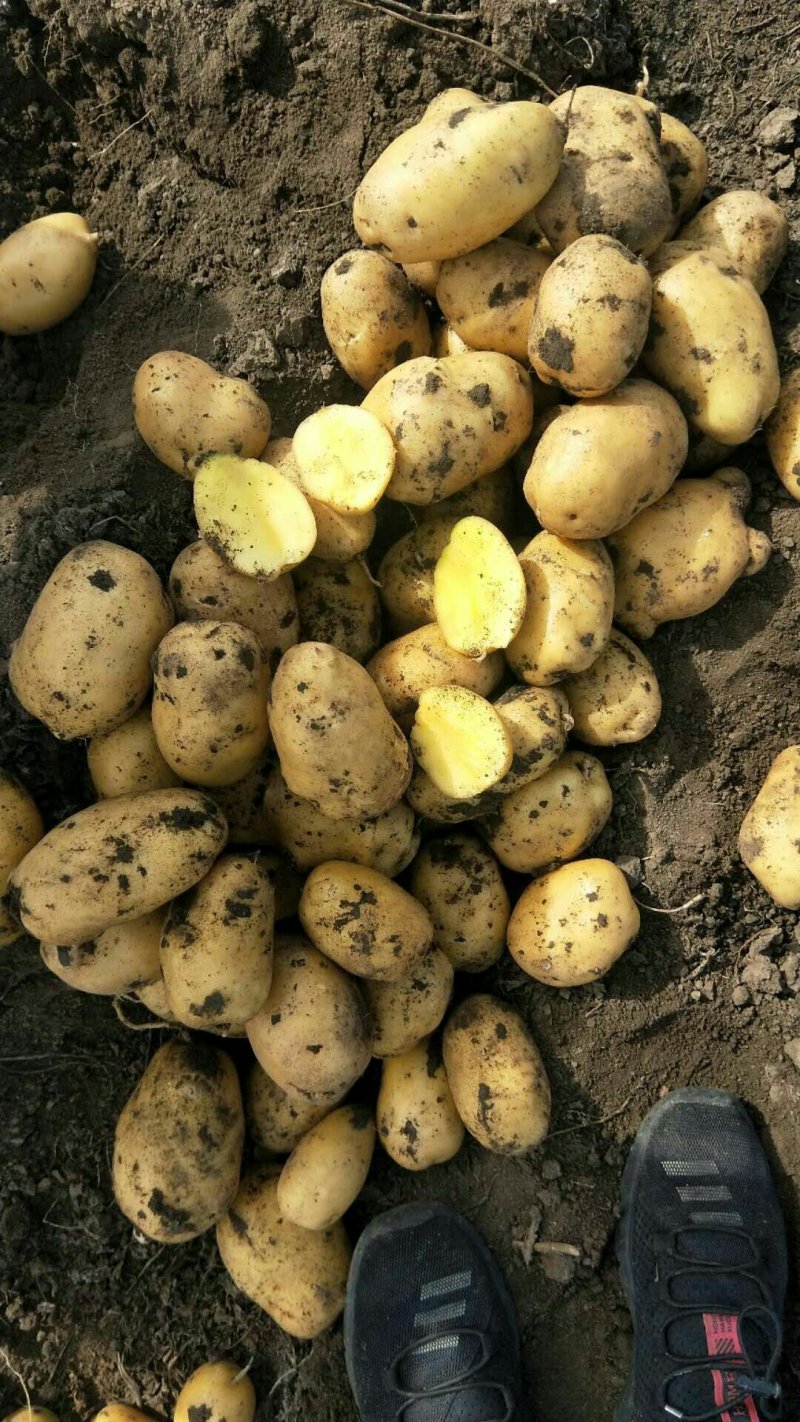 精品土豆大量上市物美价廉欢迎全国客商选购，