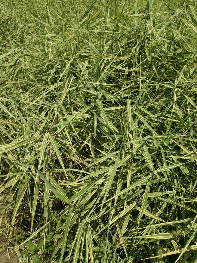 花叶芦苇大量现货，质优价廉，可全国发货，欢迎大量采购。