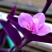 紫竹梅【又叫紫叶兰，紫叶吊兰】抗性特强的植物