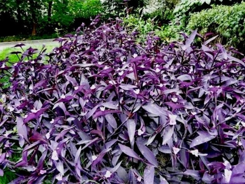 紫竹梅【又叫紫叶兰，紫叶吊兰】抗性特强的植物