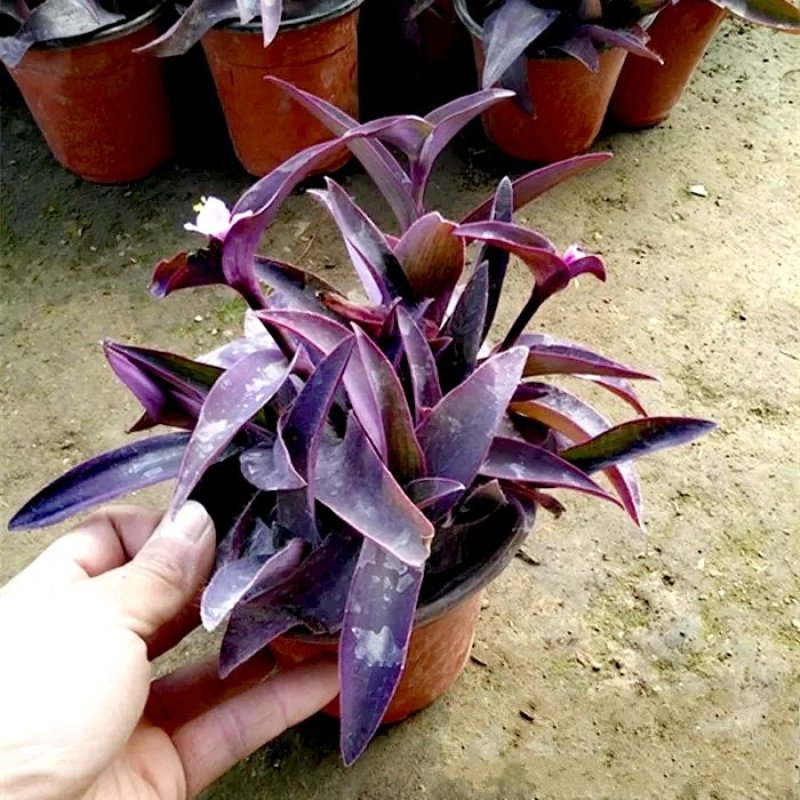 紫竹梅【又叫紫叶兰，紫叶吊兰】抗性特强的植物