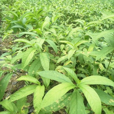 大量供应黄花倒水莲，支持送货！顺丰包邮。