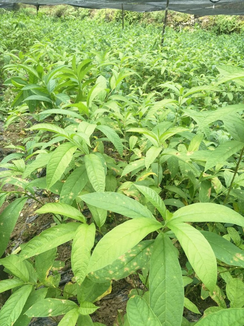 大量供应黄花倒水莲，支持送货！顺丰包邮。
