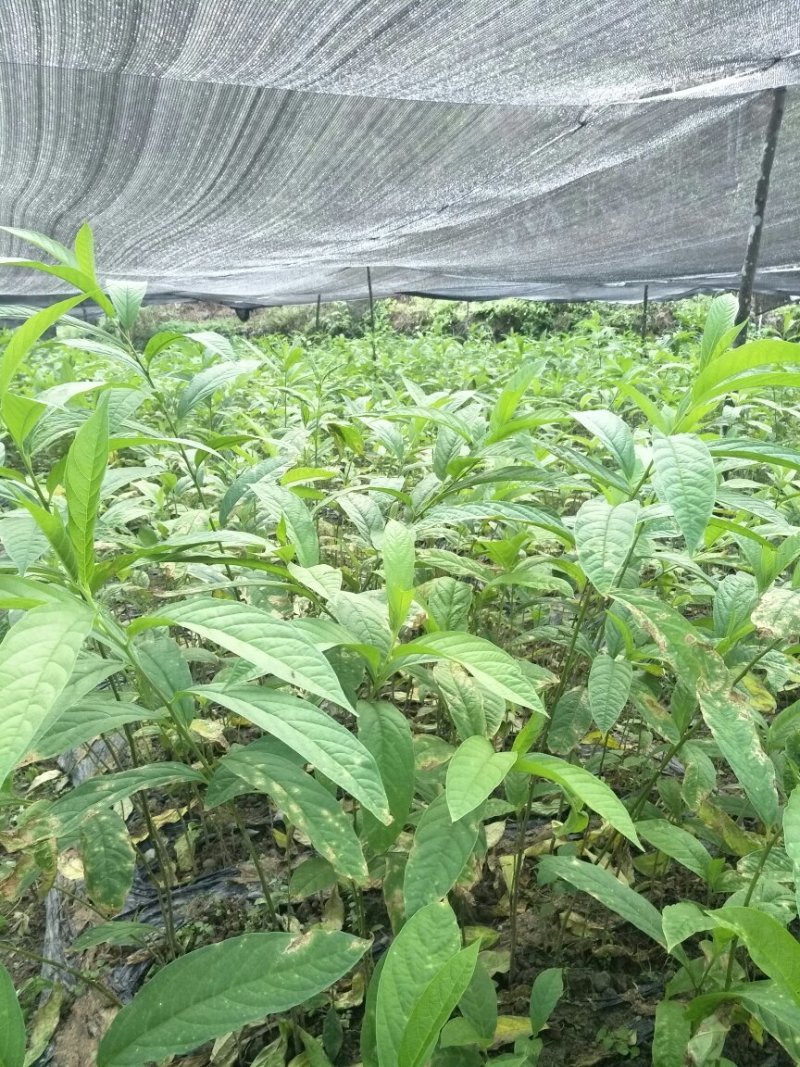 大量供应黄花倒水莲，支持送货！顺丰包邮。