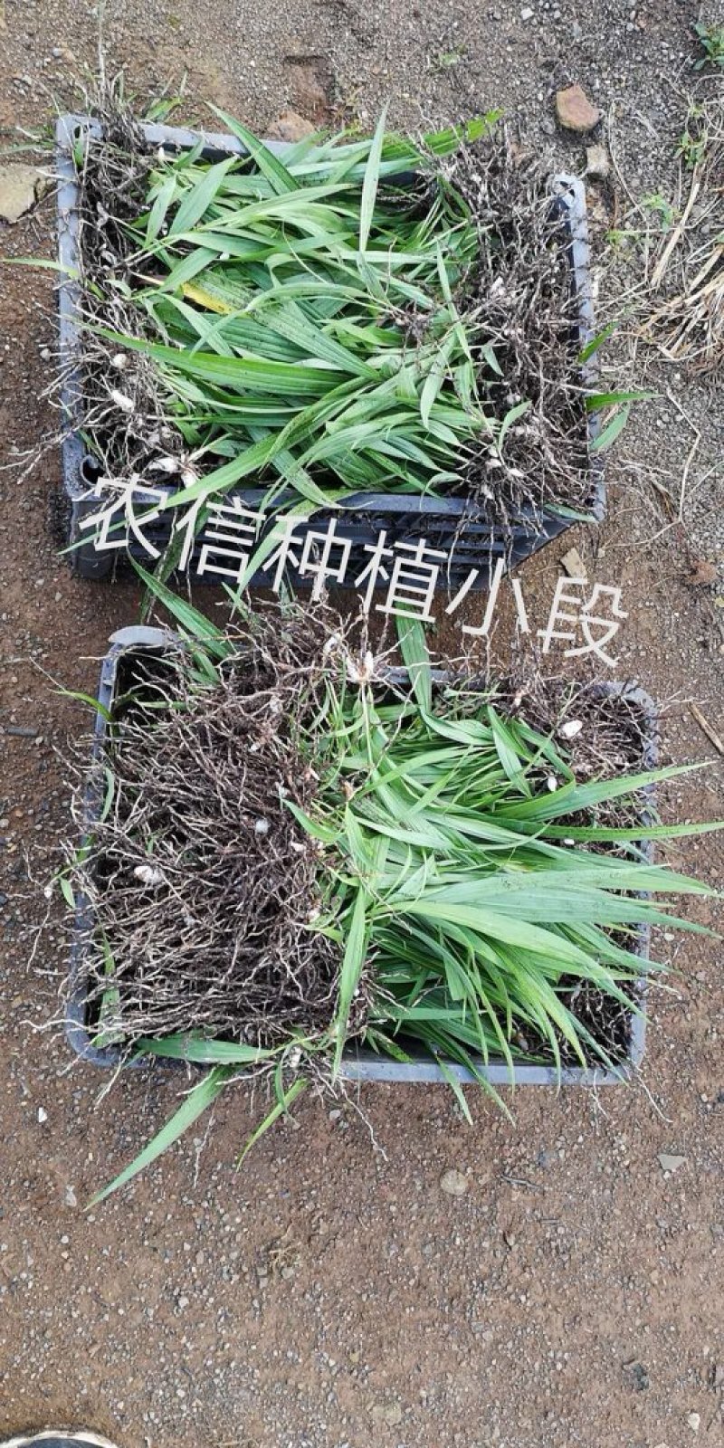 云南紫花三叉大白芨种苗紫花三叉小白芨种苗欢迎实地考