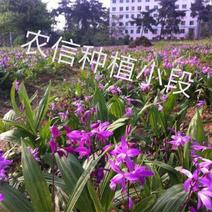 紫花三叉大白芨种苗紫花三叉小白芨种苗欢迎基地考察