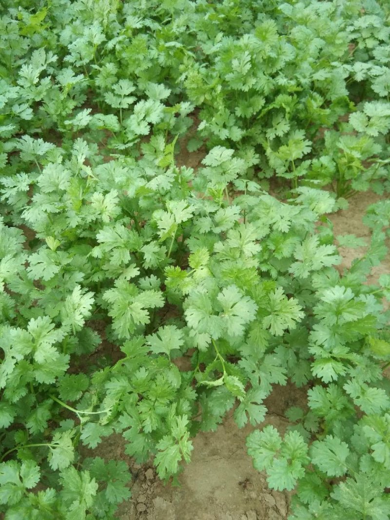 香菜