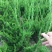 小龙柏龙柏高度40到50高，提供发票。