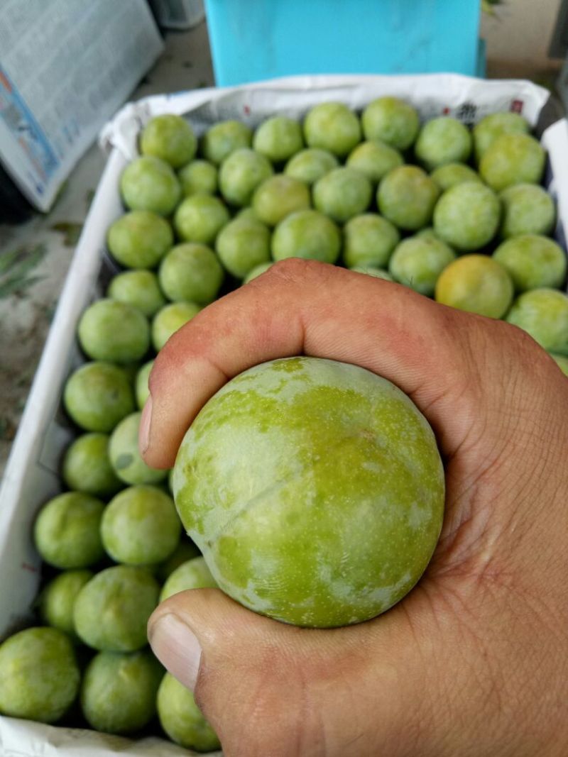 茂县红脆李