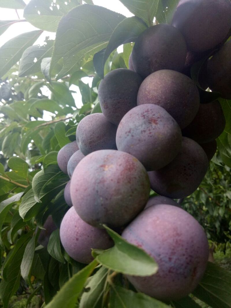 茂县红脆李