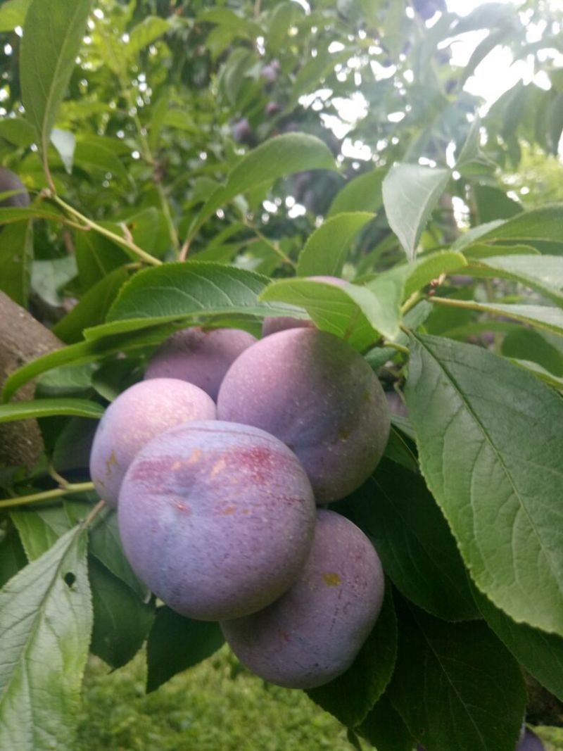 茂县红脆李