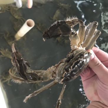 阳澄湖大闸蟹