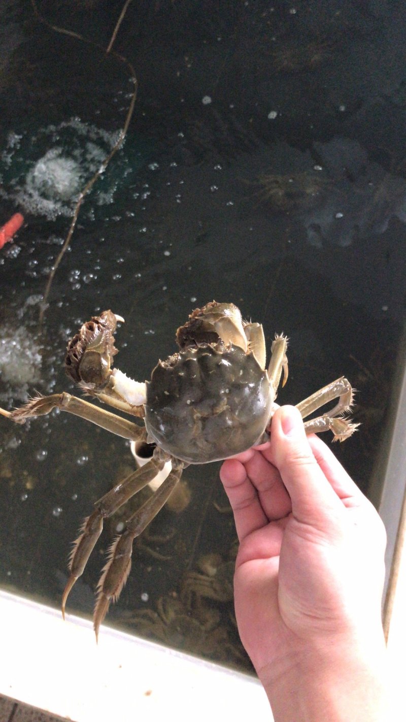 阳澄湖大闸蟹