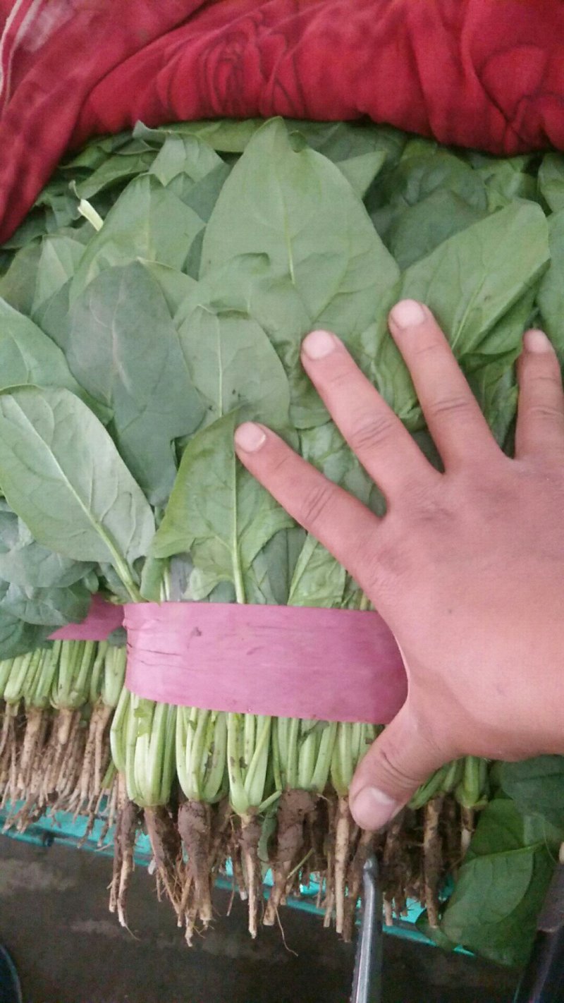 精品河北菠菜全国发货基地直销货源充足可视频看货量大从优