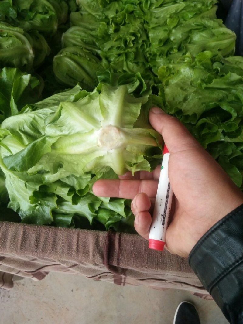 精品散叶生菜全国发货基地直销货源充足可视频看货量大从优