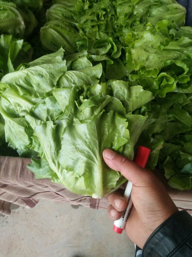 精品散叶生菜全国发货基地直销货源充足可视频看货量大从优