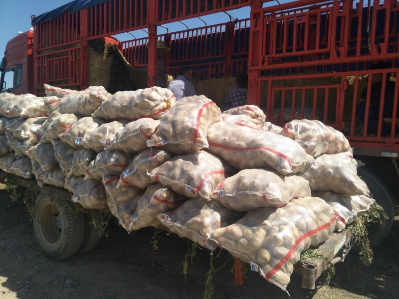 甘肃土豆，沙地土豆皮色黄亮量大价优欢迎前来选购
