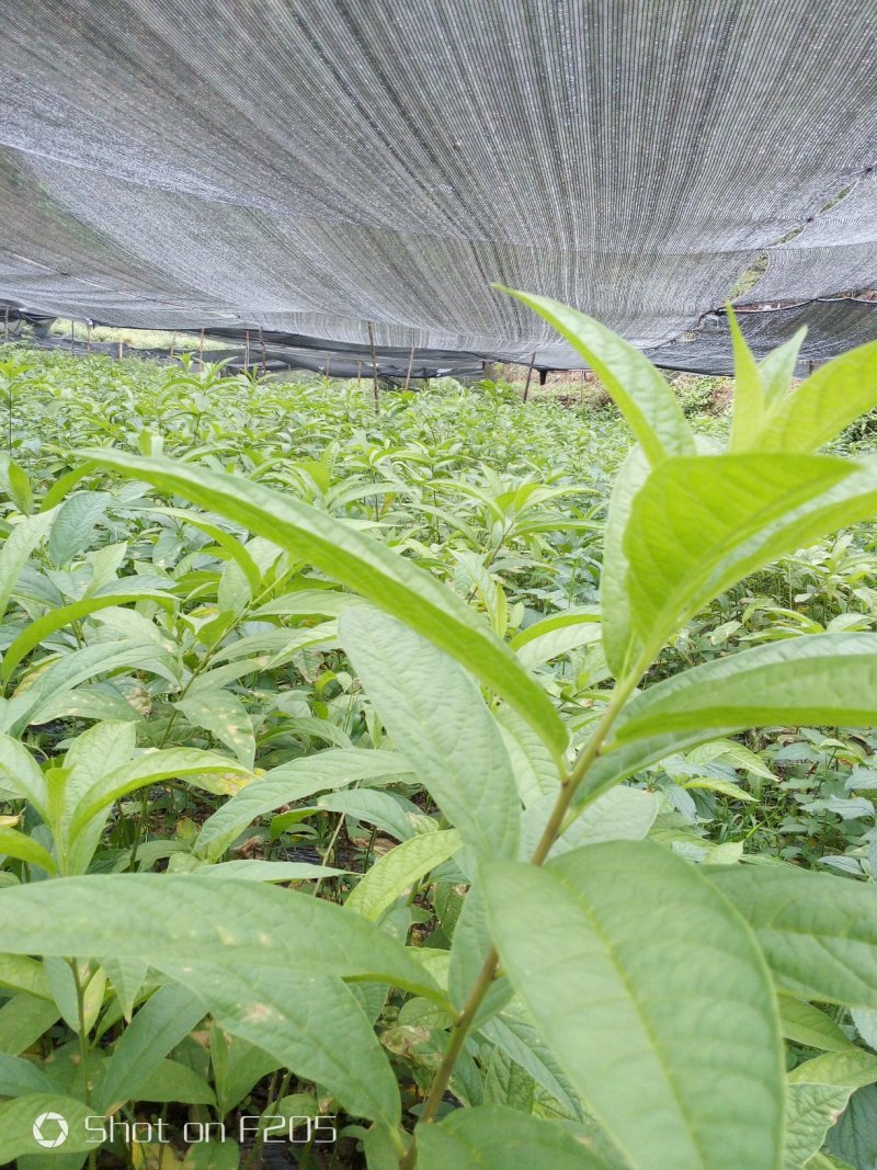 黄花倒水莲，规格，30一50一70公分，