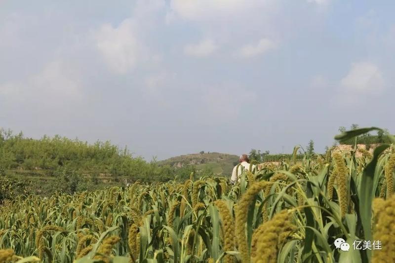 陕北农家自种原生态小米包邮欢迎全国老板