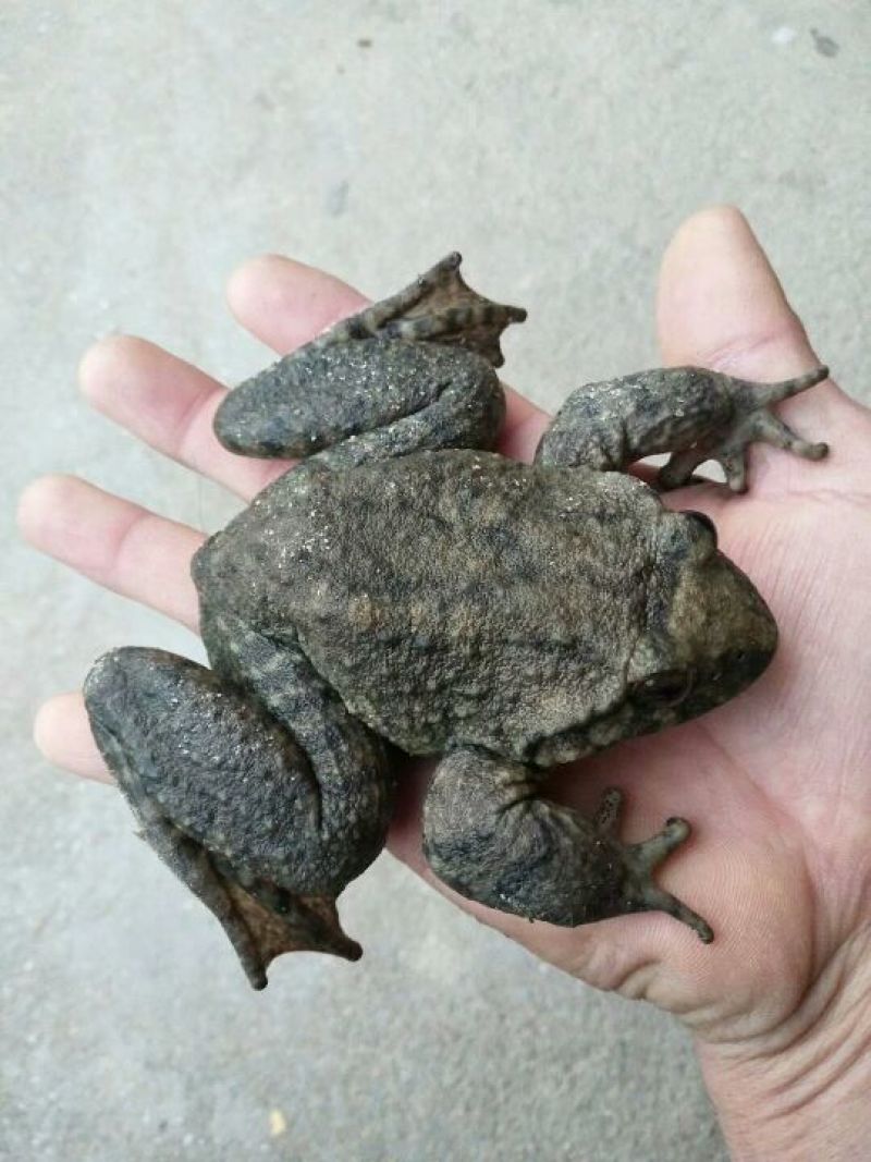进口鳗鱼，生态甲鱼，硅类产品