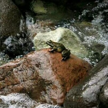 进口鳗鱼，生态甲鱼，硅类产品