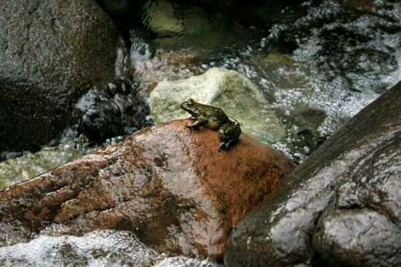 进口鳗鱼，生态甲鱼，硅类产品