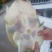 进口鳗鱼，生态甲鱼，硅类产品