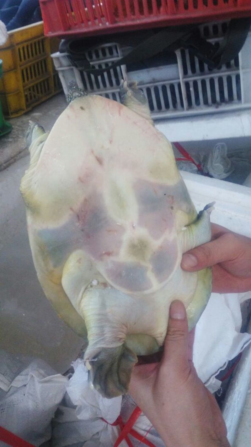 进口鳗鱼，生态甲鱼，硅类产品