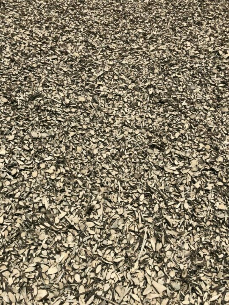 岗梅片，岗梅根，岗梅阳枝片