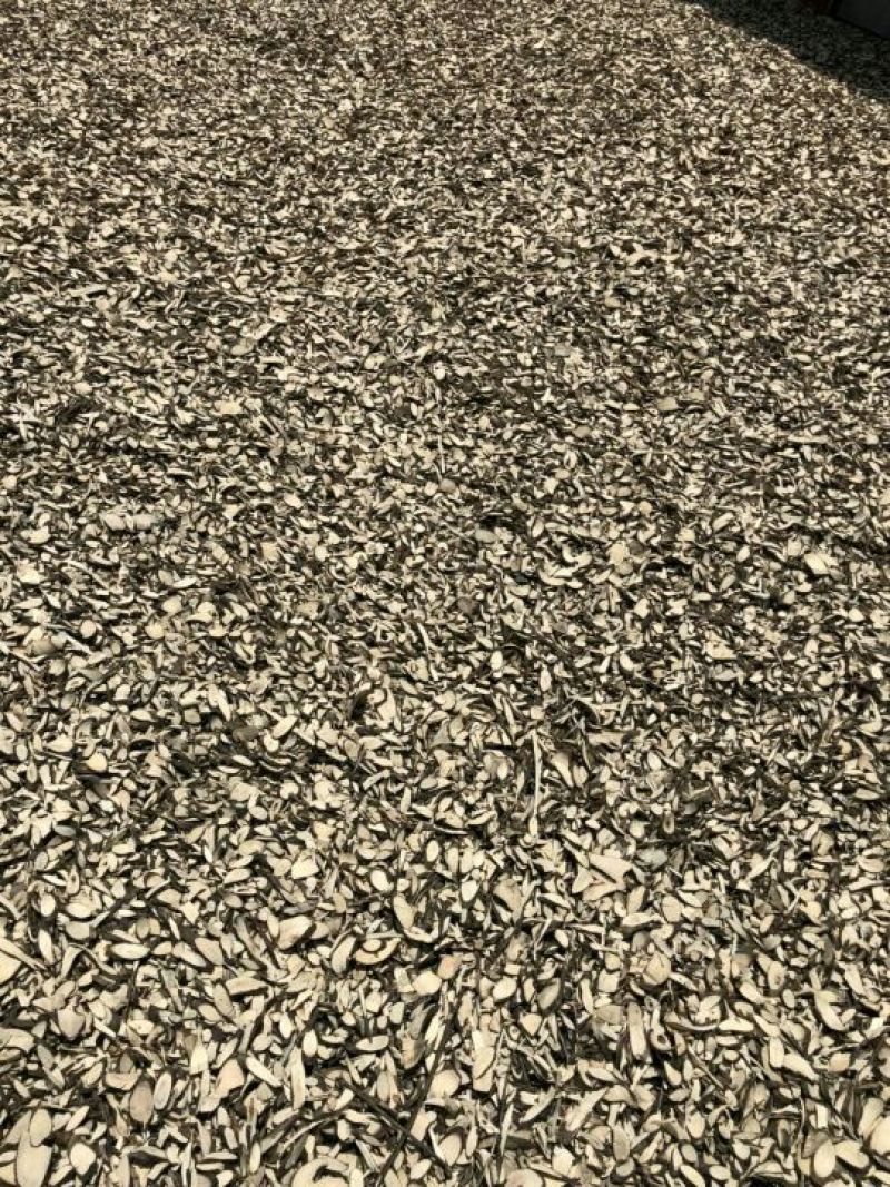 岗梅片，岗梅根，岗梅阳枝片