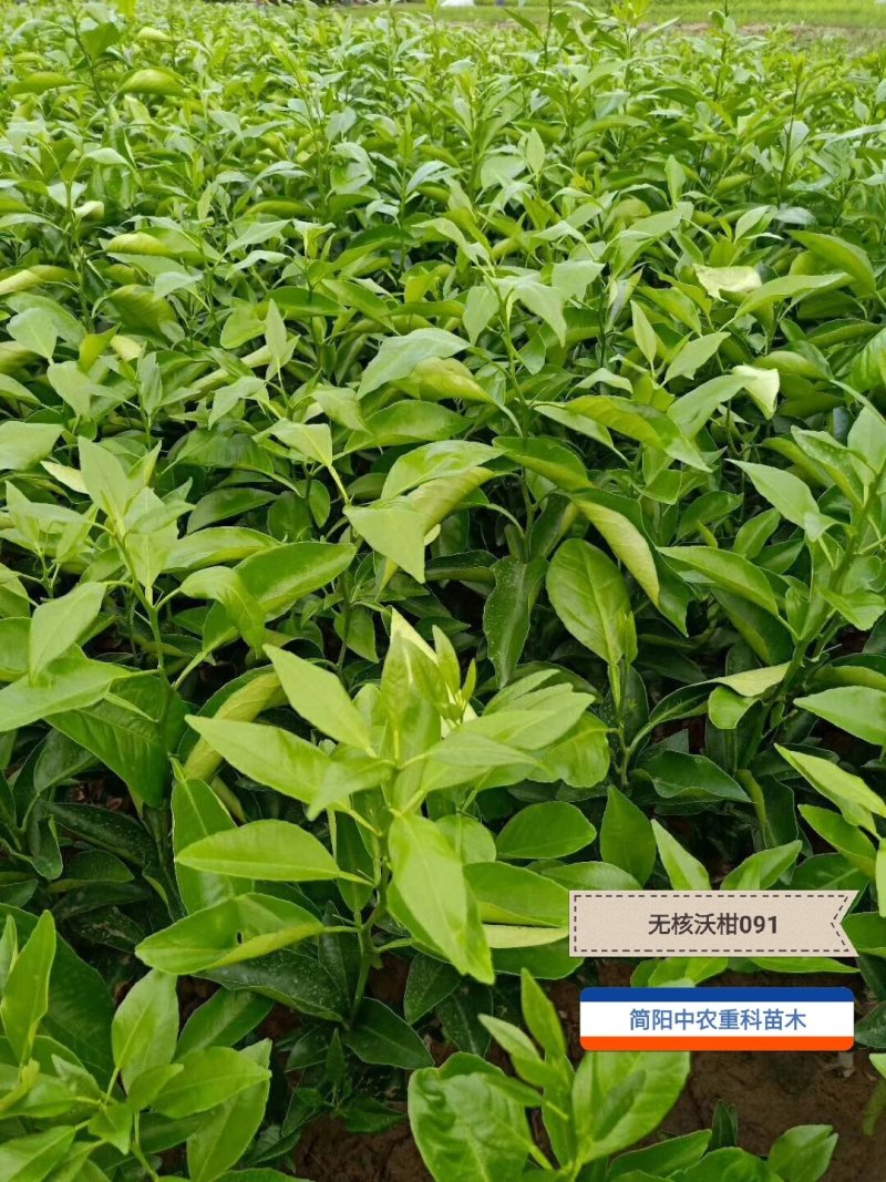 无核沃柑091，基地直供，实地考察，量大从优，支持快递