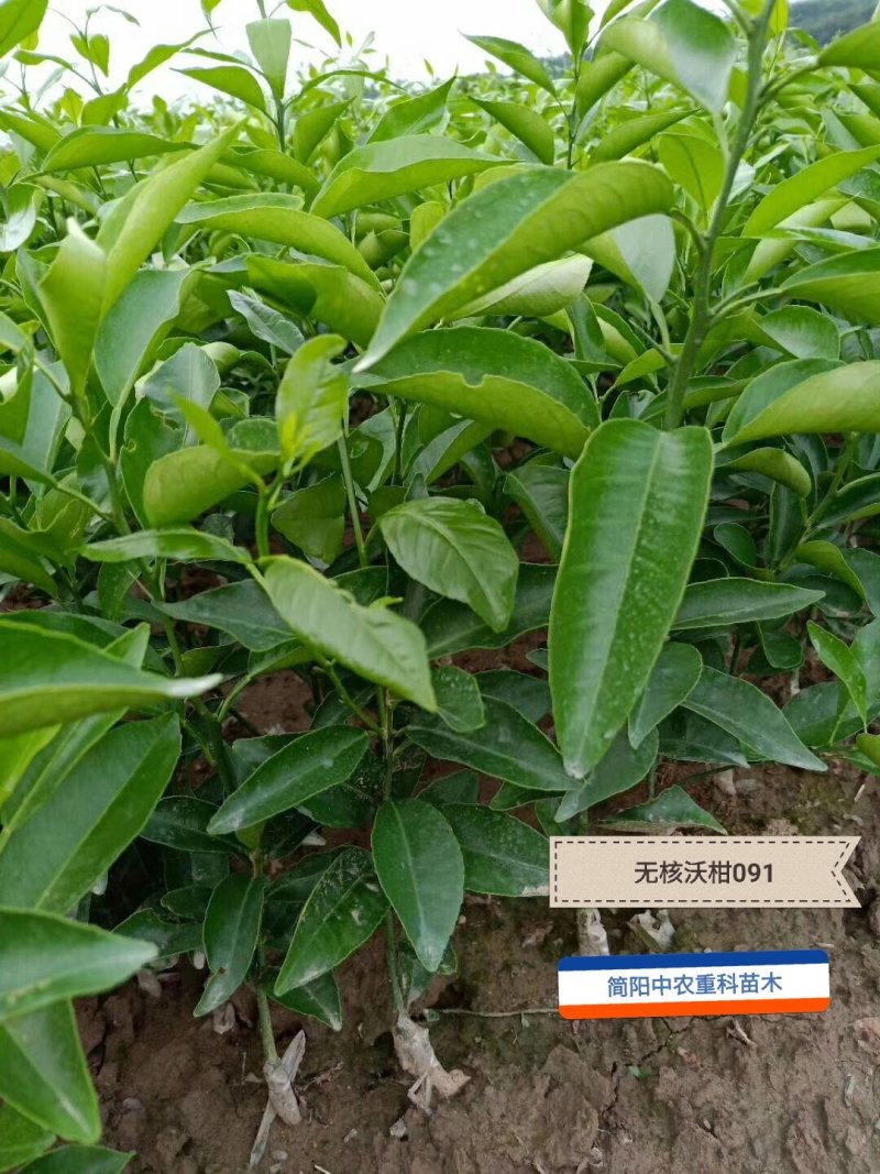无核沃柑091，基地直供，实地考察，量大从优，支持快递
