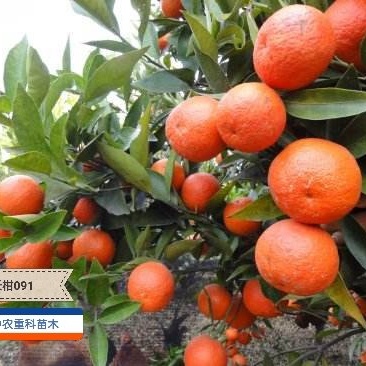 无核沃柑091,基地直供,实地考察,量大从优,支持快递