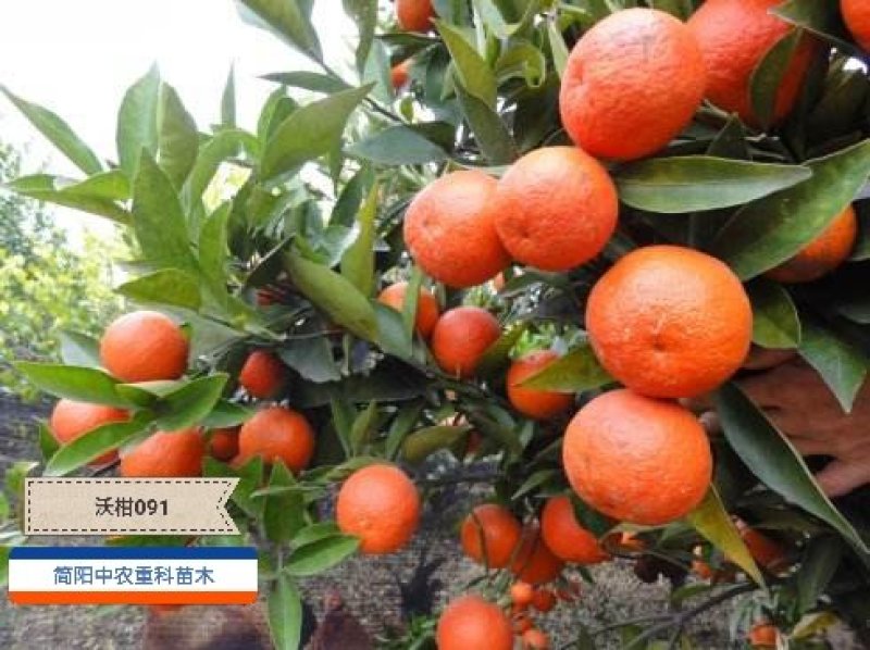 无核沃柑091，基地直供，实地考察，量大从优，支持快递
