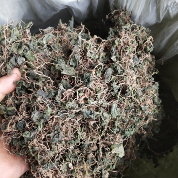 野生小叶青天葵半边脸水洗自然晒干500克包邮吧