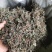 野生小叶青天葵半边脸水洗自然晒干500克包邮吧