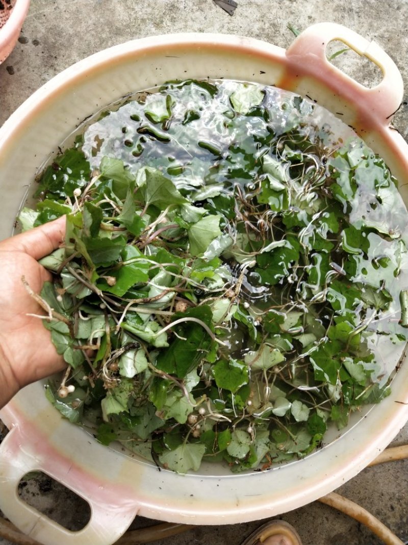 野生小叶青天葵半边脸水洗自然晒干500克包邮吧