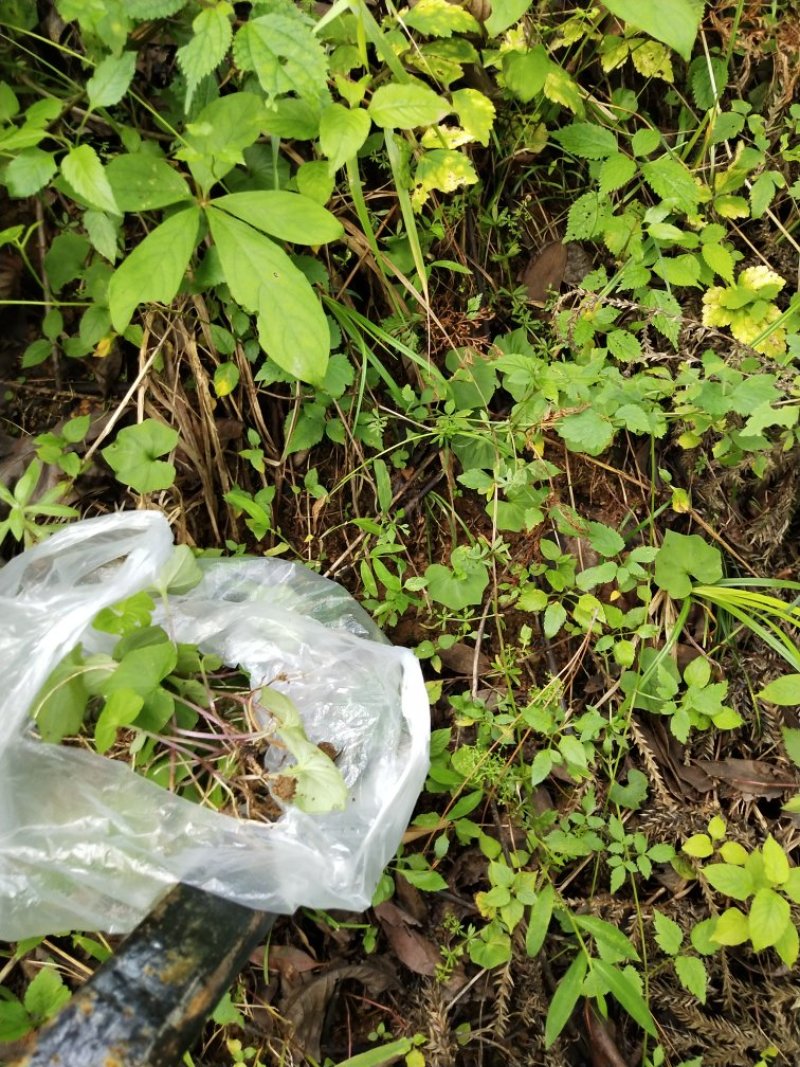 野生小叶青天葵半边脸水洗自然晒干500克包邮吧