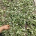 野生小叶青天葵半边脸水洗自然晒干500克包邮吧