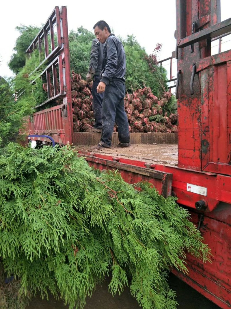 三米精品云杉，三米云杉