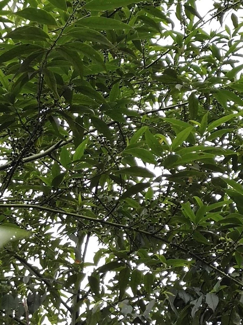 木姜子野生木姜子山苍子新货自然晒干500克包邮