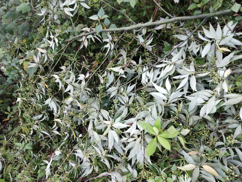 木姜子野生木姜子山苍子新货自然晒干500克包邮