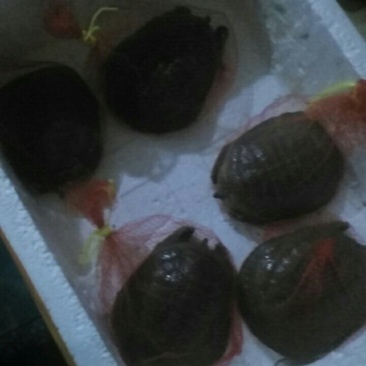 生态甲鱼，按斤分档销售，价格可商议