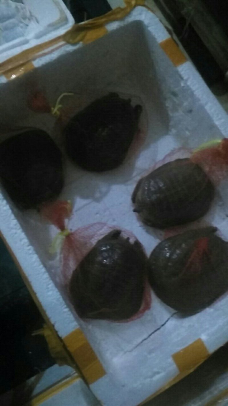 生态甲鱼，按斤分档销售，价格可商议