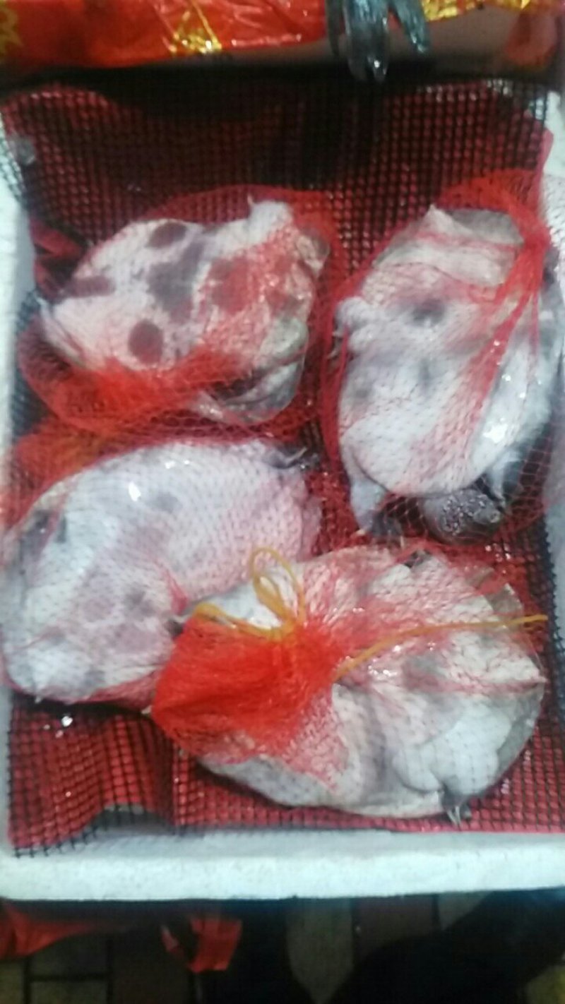 生态甲鱼，按斤分档销售，价格可商议